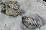 Flexicalymene Trilobites (Prone & Rolled) - Mt Orab, Ohio #106273-2
